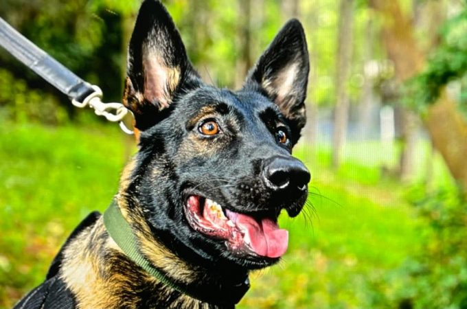 Como são treinados os cães policiais da PM Paulista?