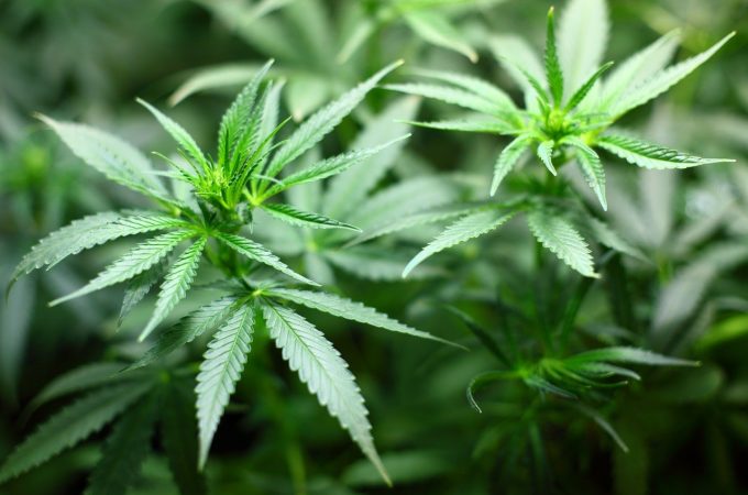 Comissão da Câmara dos deputados aprova proposta para legalizar cultivo de Cannabis para fins medicinais
